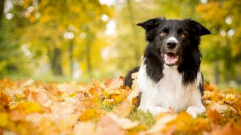 Köpek Eğitimi