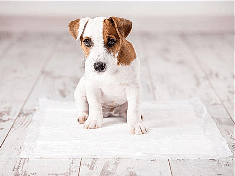 Yavru Köpek Tuvalet Eğitimi