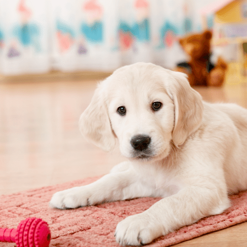 Yavru Köpek Tuvalet Eğitimi